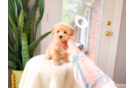 Cute Malt a Poo Poodle Mix Puppy