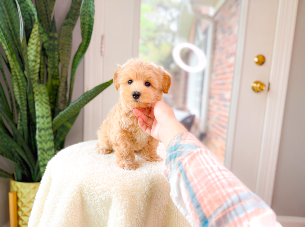 Cute Malt a Poo Poodle Mix Puppy