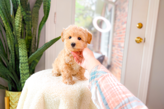 Cute Malt a Poo Poodle Mix Puppy