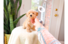 Cute Malt a Poo Poodle Mix Puppy