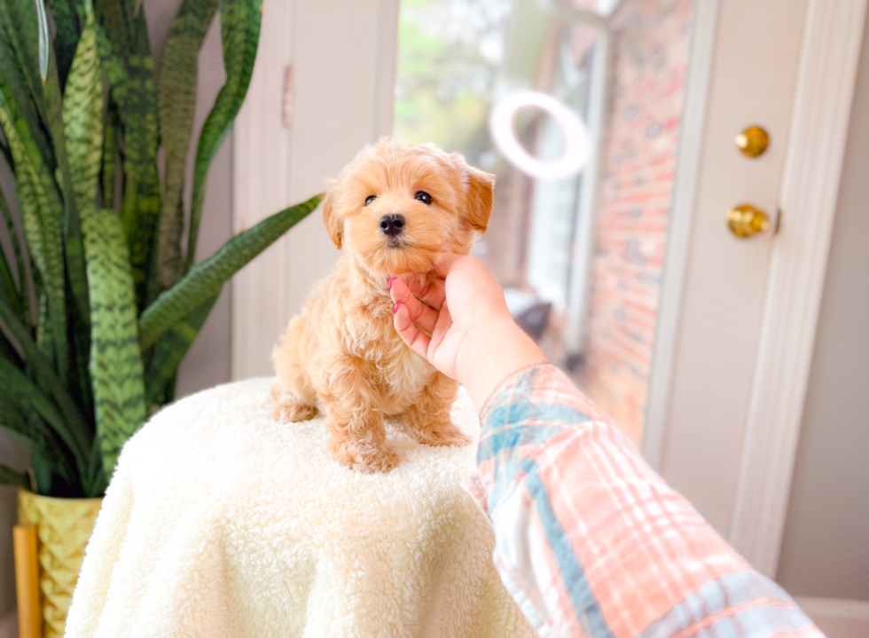 Cute Malt a Poo Poodle Mix Puppy