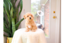 Best Maltipoo Baby