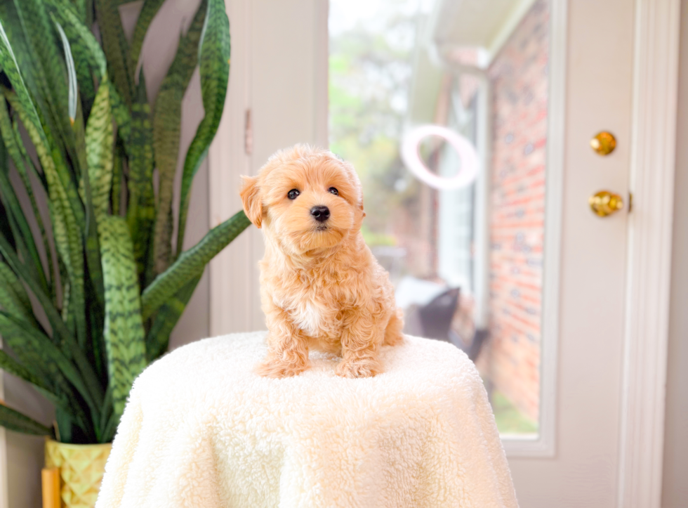 Best Maltipoo Baby