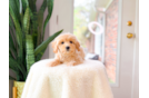 Cute Maltipoo Poodle Mix Pup