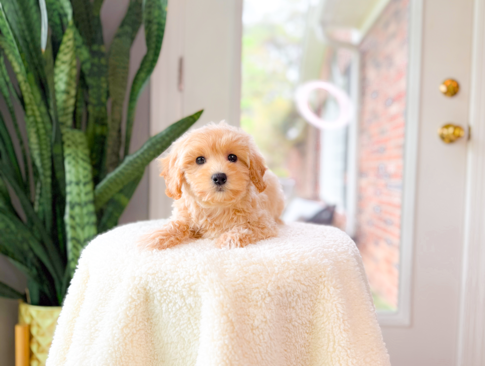 Cute Maltipoo Poodle Mix Pup