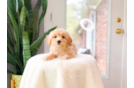Cute Maltipoo Poodle Mix Pup