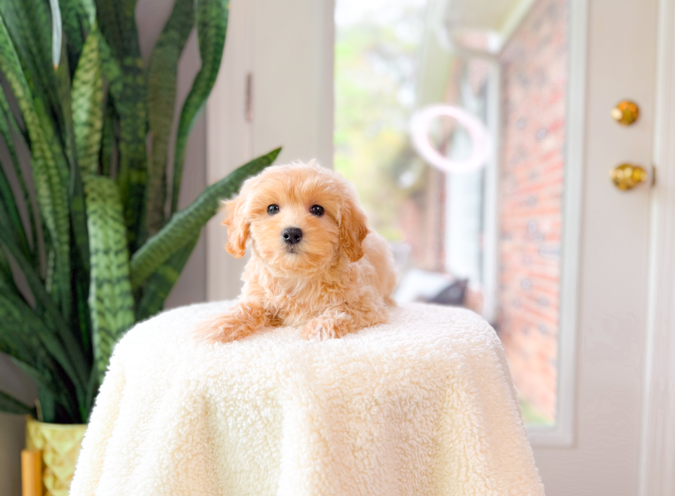 Cute Maltipoo Poodle Mix Pup