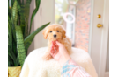 Cute Maltipoo Poodle Mix Pup