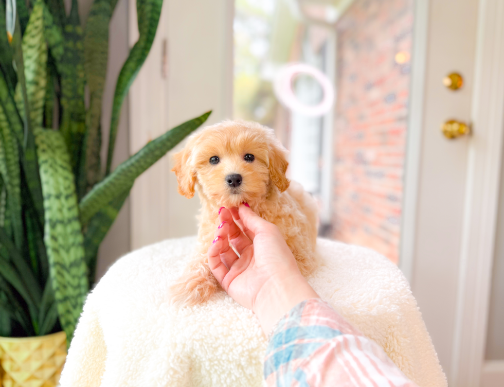 Cute Maltipoo Poodle Mix Pup