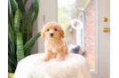 Cute Maltipoo Poodle Mix Pup