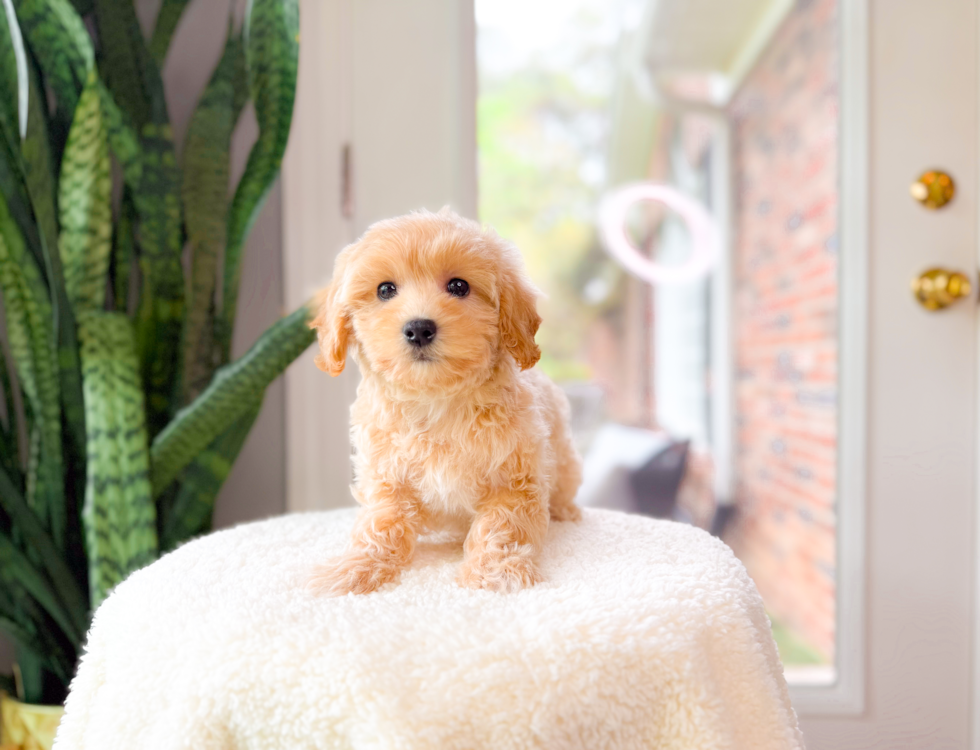 Cute Maltipoo Poodle Mix Pup