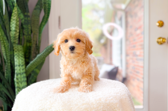 Cute Maltipoo Poodle Mix Pup