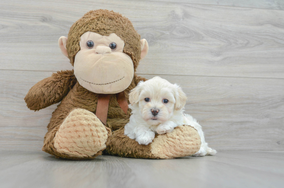 6 week old Maltipoo Puppy For Sale - Simply Southern Pups