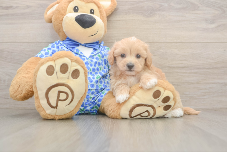 Little Malt a Poo Poodle Mix Puppy