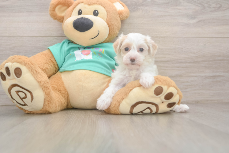 Maltipoo Pup Being Cute