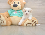 8 week old Maltipoo Puppy For Sale - Simply Southern Pups