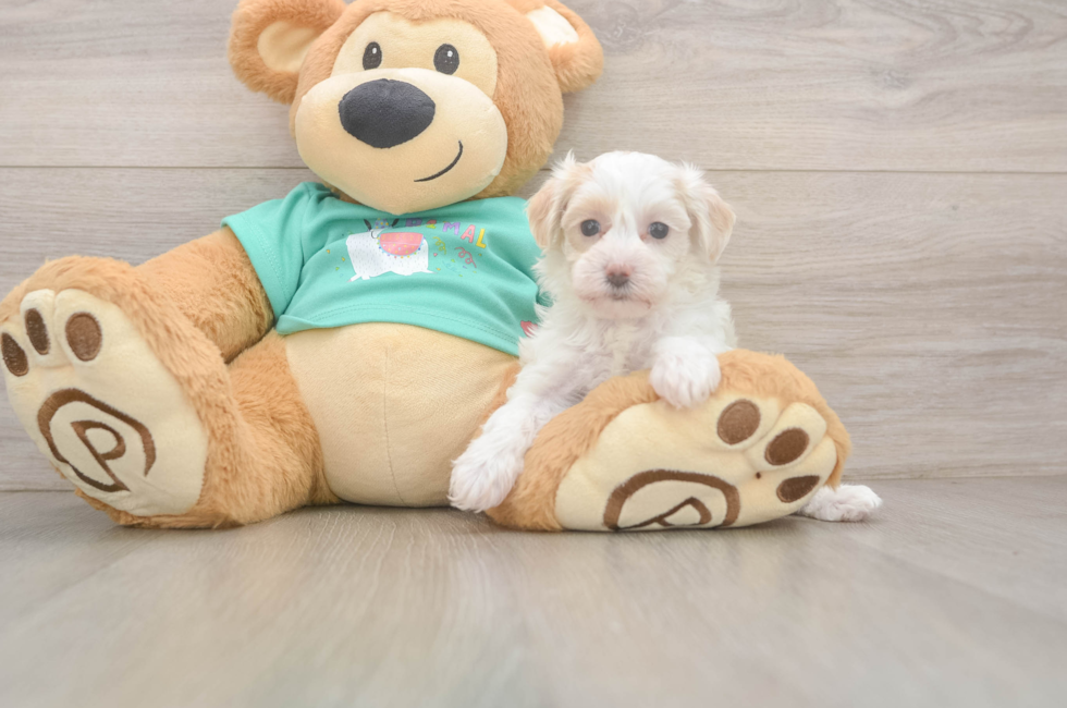5 week old Maltipoo Puppy For Sale - Simply Southern Pups