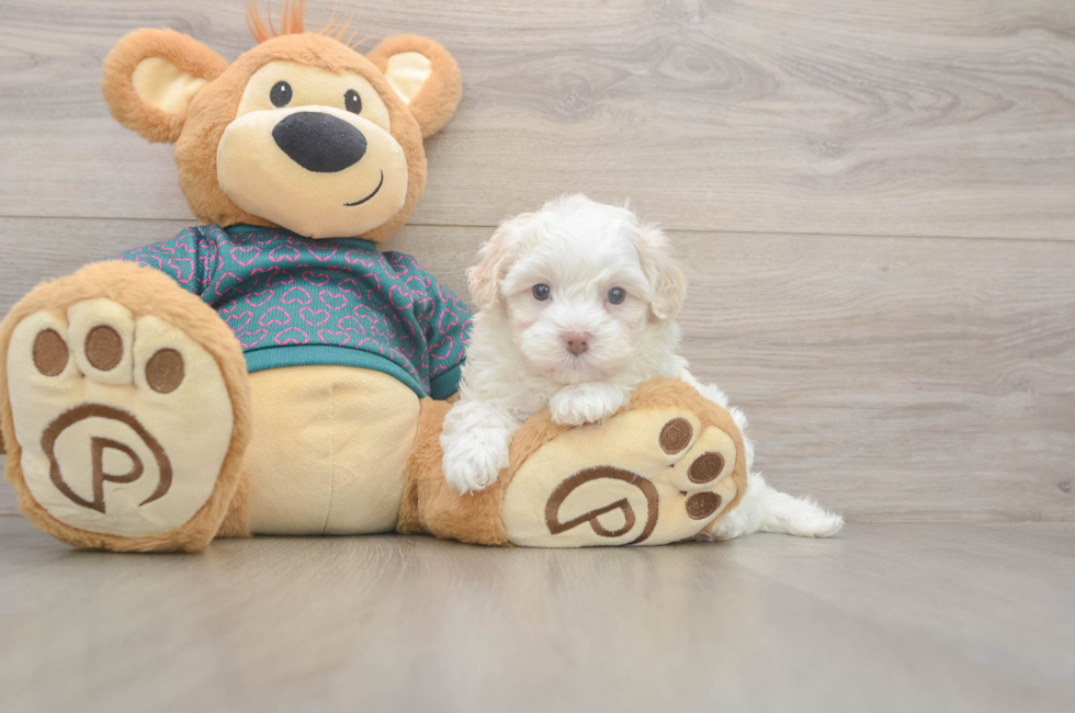 5 week old Maltipoo Puppy For Sale - Simply Southern Pups