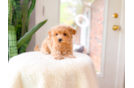 Cute Malt a Poo Poodle Mix Puppy