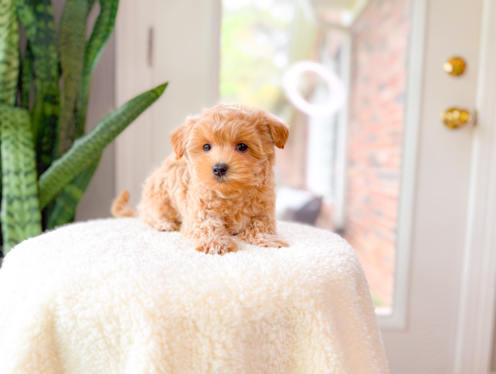 Cute Malt a Poo Poodle Mix Puppy
