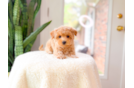 Maltipoo Pup Being Cute