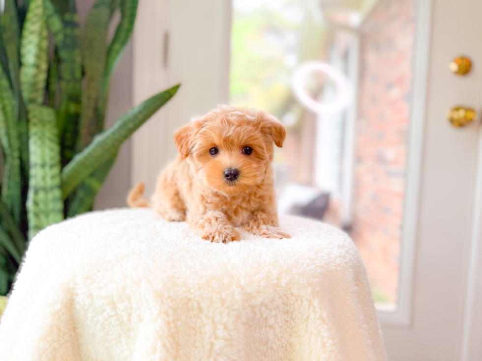 Maltipoo Pup Being Cute