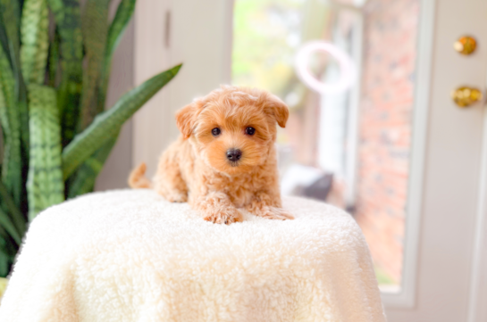 Maltipoo Pup Being Cute