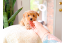 Cute Malt a Poo Poodle Mix Puppy