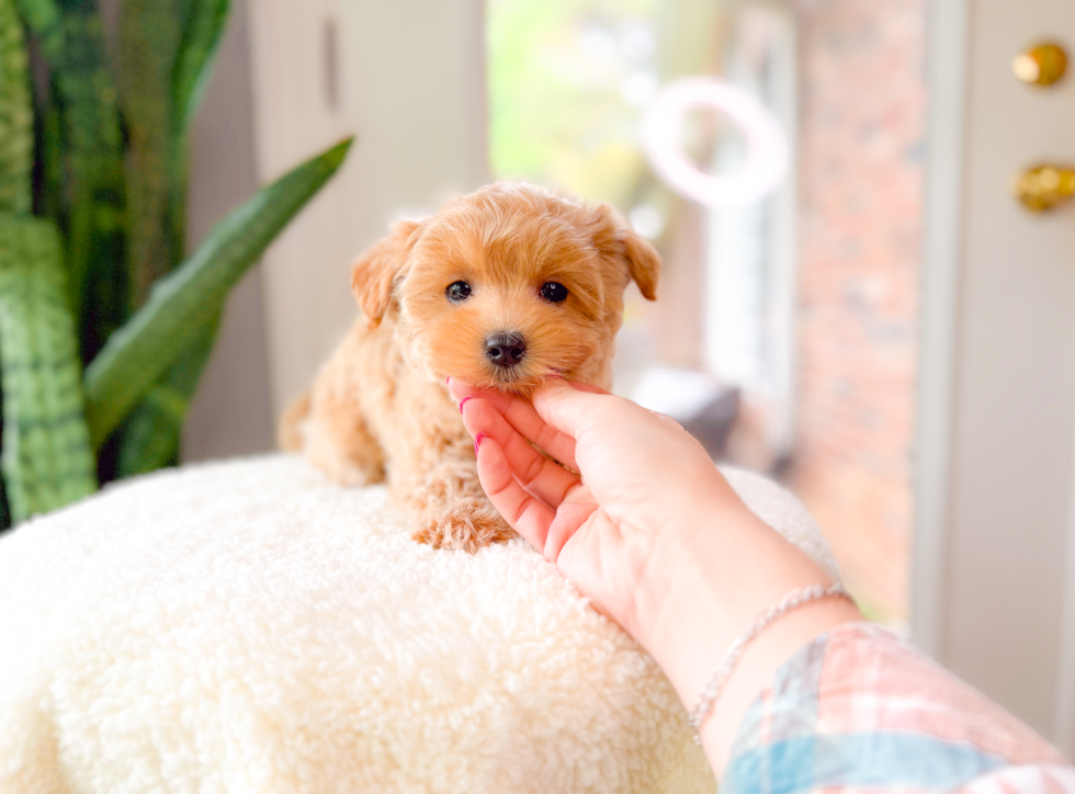 Cute Malt a Poo Poodle Mix Puppy
