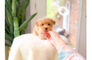 Maltipoo Pup Being Cute