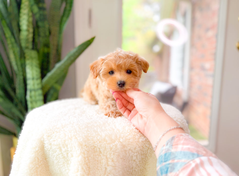Maltipoo Pup Being Cute