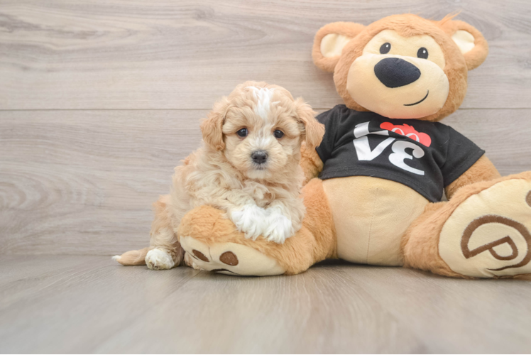 Fluffy Maltipoo Poodle Mix Pup