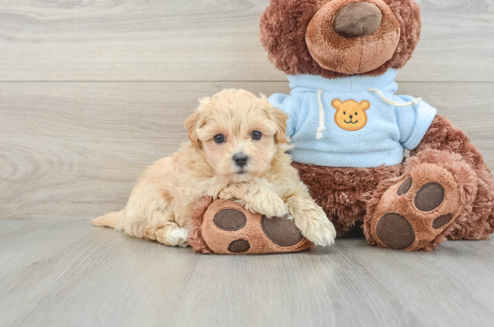 7 week old Maltipoo Puppy For Sale - Simply Southern Pups