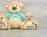 9 week old Maltipoo Puppy For Sale - Simply Southern Pups
