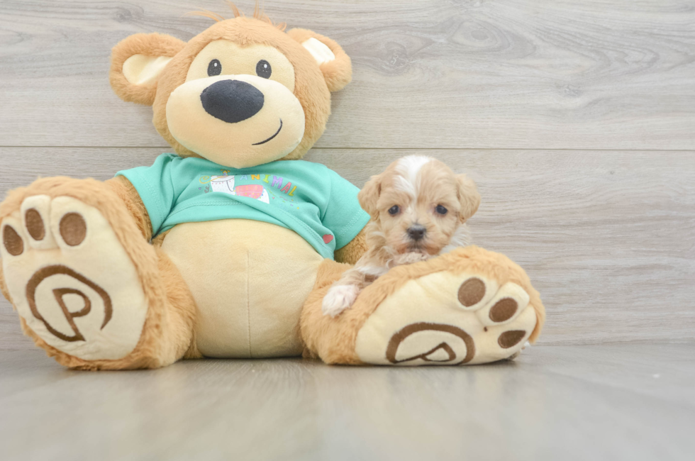 9 week old Maltipoo Puppy For Sale - Simply Southern Pups