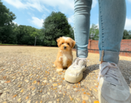 11 week old Maltipoo Puppy For Sale - Simply Southern Pups
