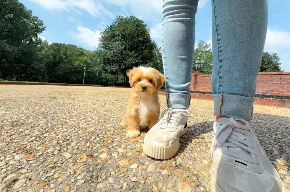 11 week old Maltipoo Puppy For Sale - Simply Southern Pups