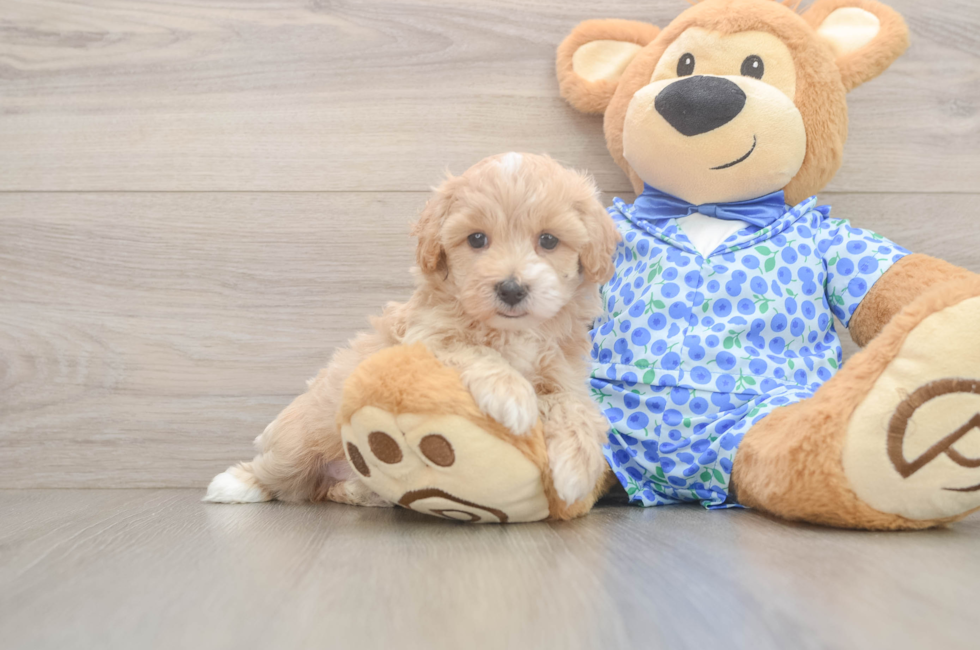 5 week old Maltipoo Puppy For Sale - Simply Southern Pups