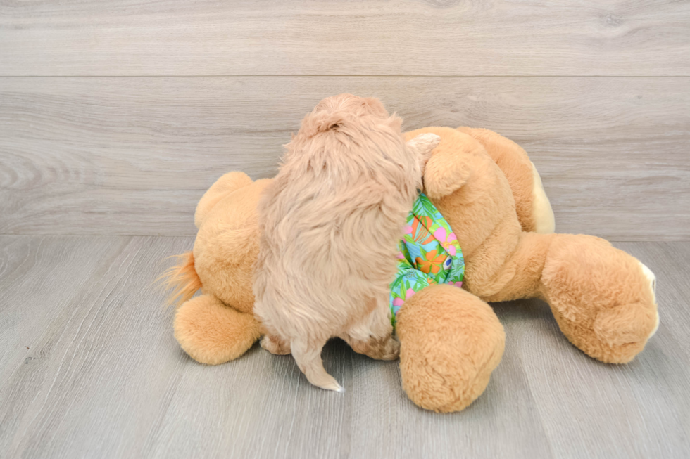 Maltipoo Pup Being Cute