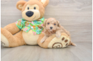 Popular Maltipoo Poodle Mix Pup