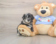 8 week old Maltipoo Puppy For Sale - Simply Southern Pups
