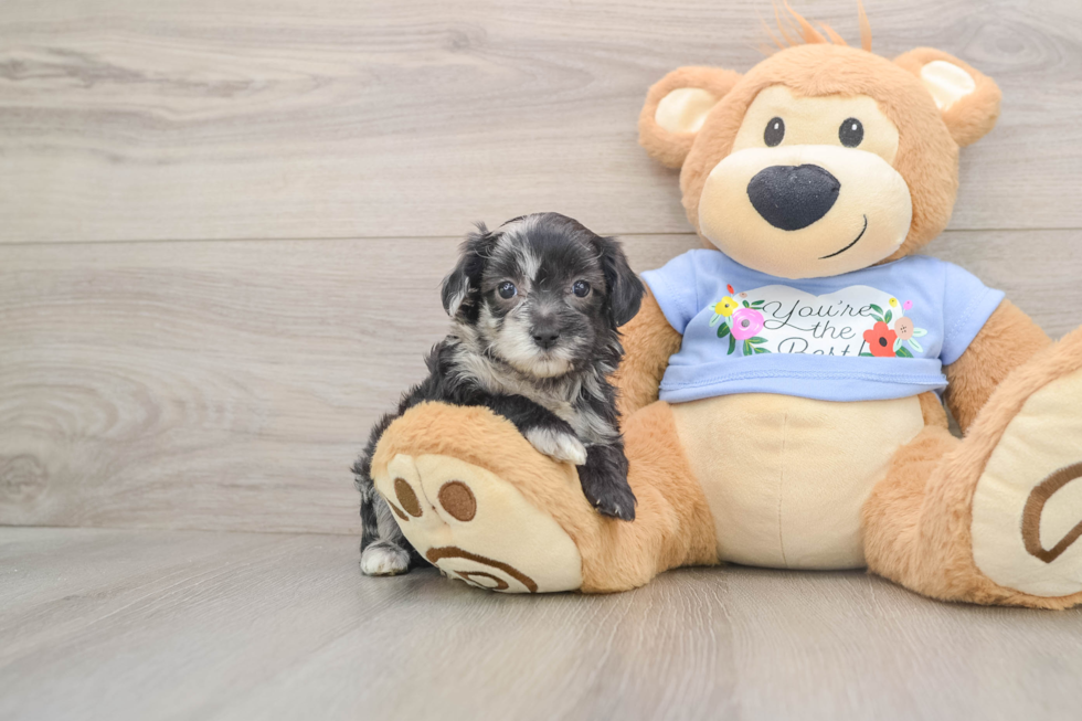 Best Maltipoo Baby