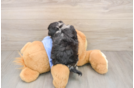 Petite Maltipoo Poodle Mix Pup
