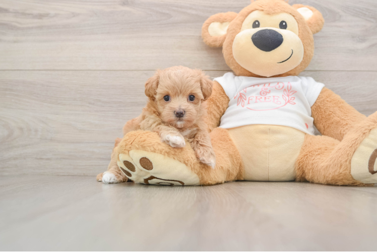Sweet Maltipoo Baby