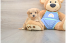 Friendly Maltipoo Baby