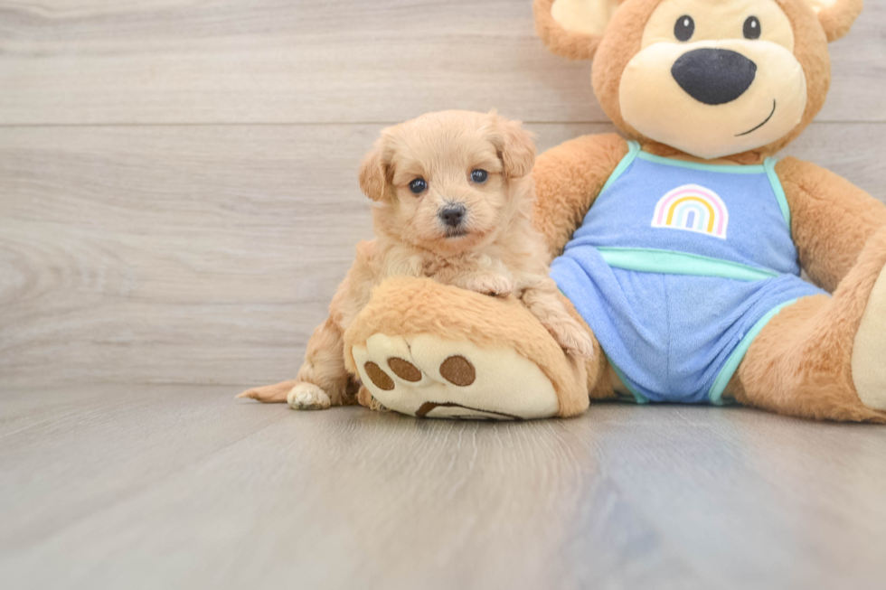 Friendly Maltipoo Baby