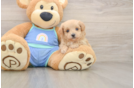 Maltipoo Puppy for Adoption