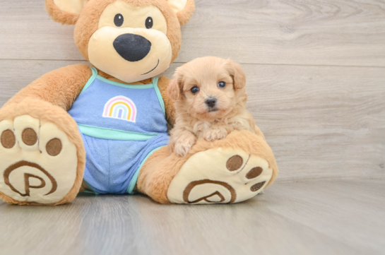 Maltipoo Puppy for Adoption