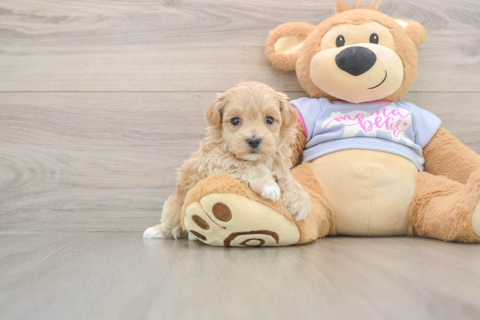 Maltipoo Puppy for Adoption
