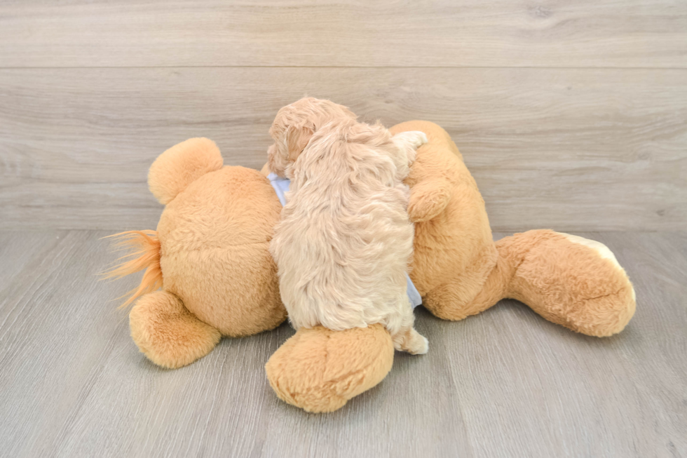 Maltipoo Puppy for Adoption